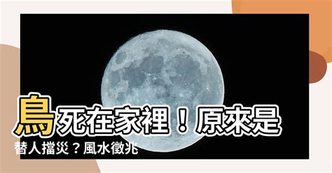 鳥死在門口|【鳥死在家門口】鳥死在家門口：替人擋災的吉兆？還是潛在危。